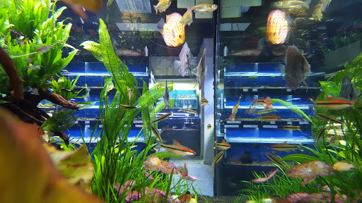 Tropical Fish Store «Optimum Aquarium», reviews and photos, 840 Ernest W Barrett Pkwy NW #700, Kennesaw, GA 30144, USA