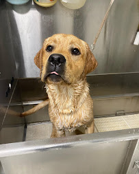 Broadmore Kennels - Photo 3 - Car repair in Shawnee, KS, Overland Park