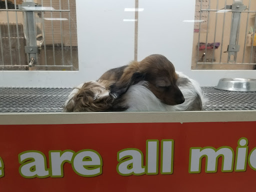 Pet Store «Petland», reviews and photos, 977 E State St, Athens, OH 45701, USA