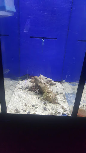 Tropical Fish Store «Pisces Reef Fish Emporium, LLC», reviews and photos, 9326 W Sahara Ave, Las Vegas, NV 89117, USA