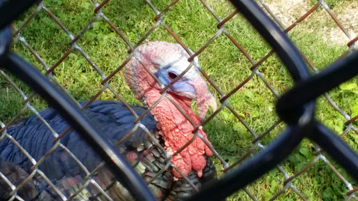 Zoo «Phillips Park Zoo», reviews and photos, 1000 Ray Moses Dr, Aurora, IL 60505, USA