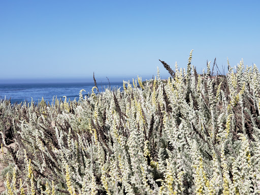 Tourist Attraction «Natural Bridges Monarch Trail», reviews and photos, 2531 W Cliff Dr, Santa Cruz, CA 95060, USA