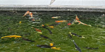 The Koi Garden