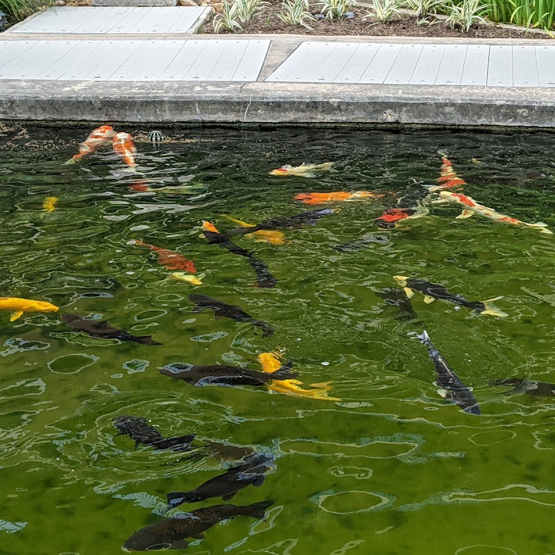 The Koi Garden