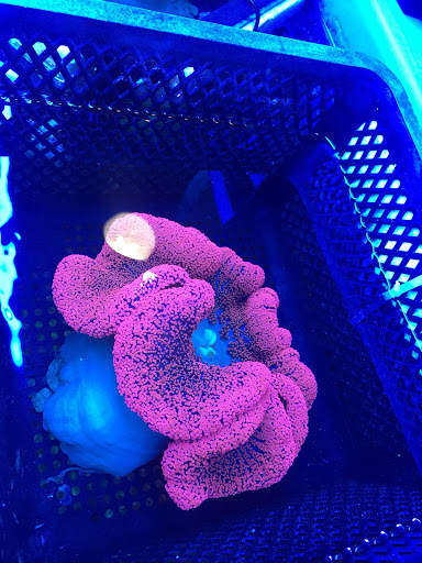 Tropical Fish Store «Aquatic Paradise», reviews and photos, 705 West Ave, Clermont, FL 34711, USA