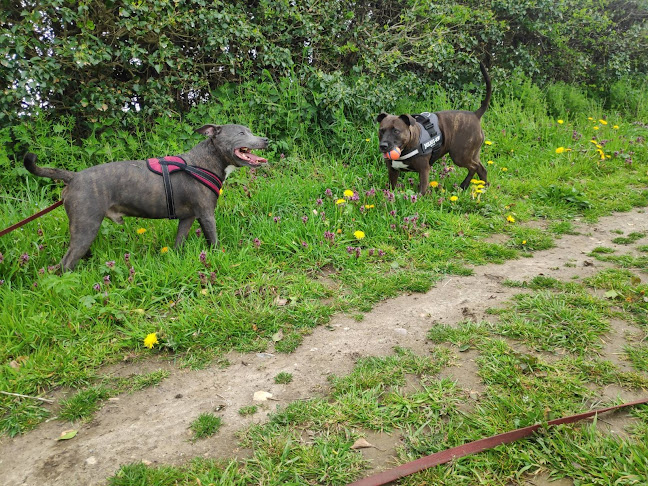 Reviews of Barks In The Parks Norwich in Norwich - Dog trainer