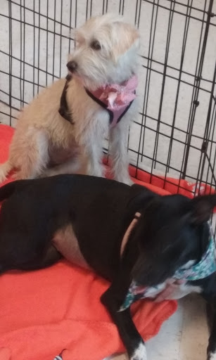 Pet Supply Store «PetSmart», reviews and photos, 2435 NW Federal Hwy, Stuart, FL 34994, USA