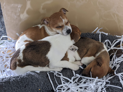 Pet Store «V.I. Pets», reviews and photos, 11975 E Lakewood Blvd, Holland, MI 49424, USA