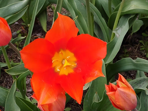 Pottery Store «De Klomp Wooden Shoe & Delftware Factory», reviews and photos, 12755 Quincy St, Holland, MI 49424, USA