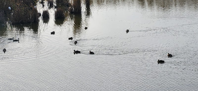 境川遊水地公園