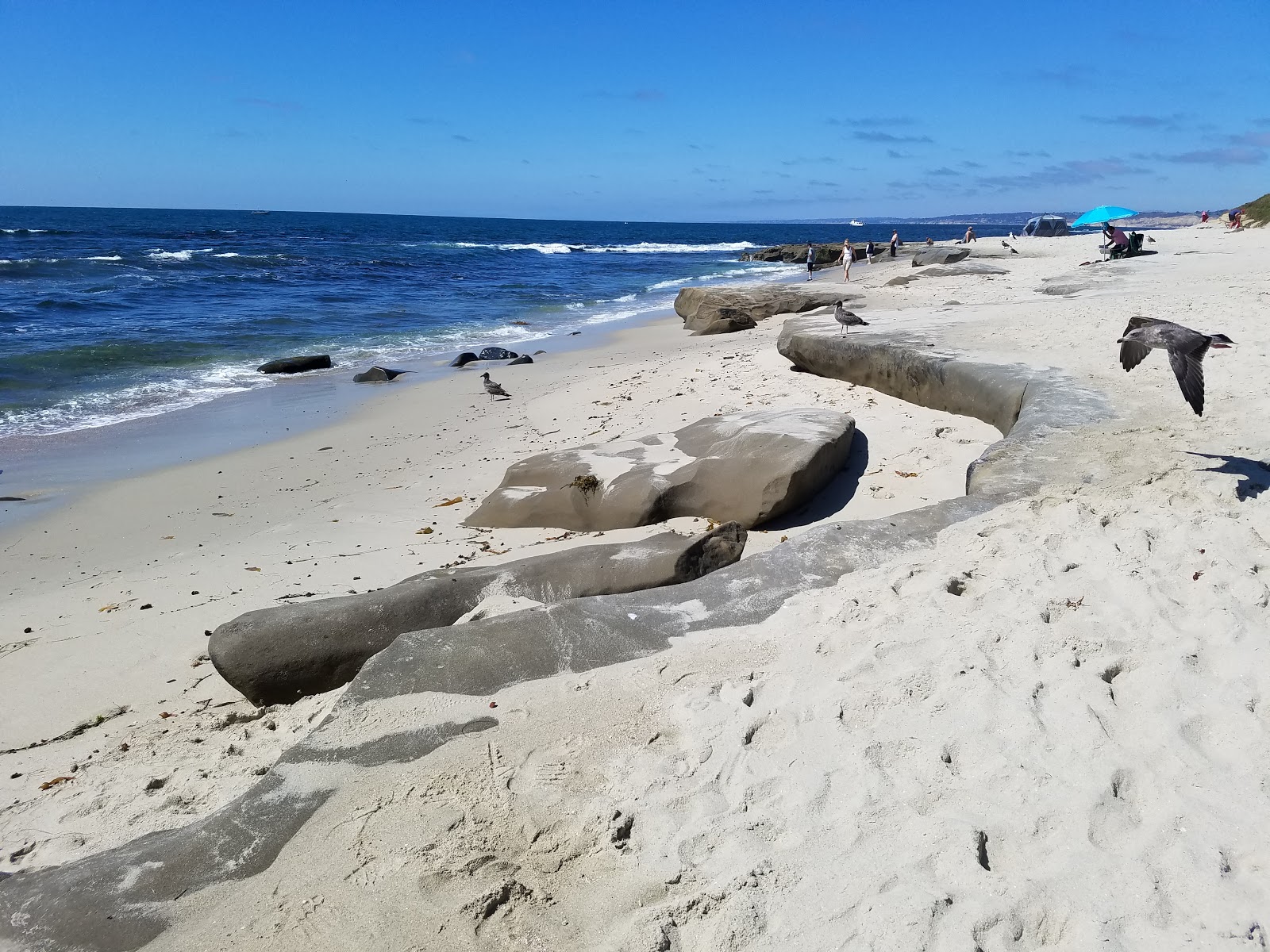 La Jolla Tide Pools beach on the map with photos and reviews🏖️