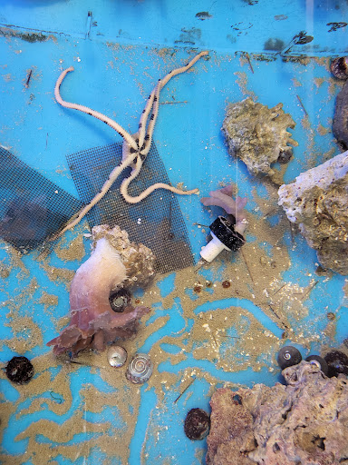 Aquarium Shop «Aquarium Arts», reviews and photos, 1810 W Baseline Rd #1, Mesa, AZ 85202, USA