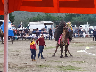 Pelitköy Deve festivali