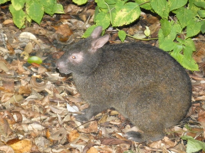 ガンソナイトツアー ナイトツアー専門店 鹿児島県奄美市住用町西仲間 ツアー業者 グルコミ