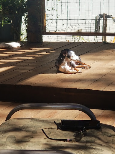 Pet Supply Store «Petco Animal Supplies», reviews and photos, 855 E Bidwell St, Folsom, CA 95630, USA