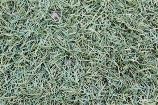 Park «Folley Memorial Park», reviews and photos, 601 E Frye Rd, Chandler, AZ 85225, USA