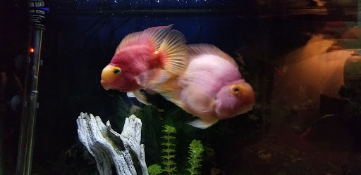 Pet Supply Store «Petco Animal Supplies», reviews and photos, 26209 104th Ave SE, Kent, WA 98030, USA