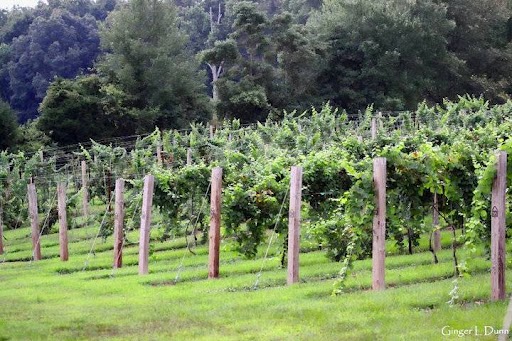 Winery «DelMonaco Winery & Vineyards», reviews and photos, 600 Lance Dr, Baxter, TN 38544, USA