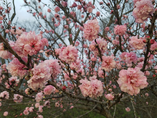 Park «Allen Station park», reviews and photos, 1120 N Cedar Dr, Allen, TX 75002, USA