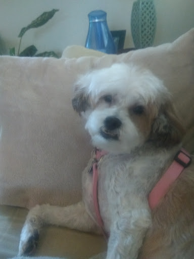 Pet Supply Store «PetSmart», reviews and photos, 4164 E. McCain Blvd., North Little Rock, AR 72117, USA