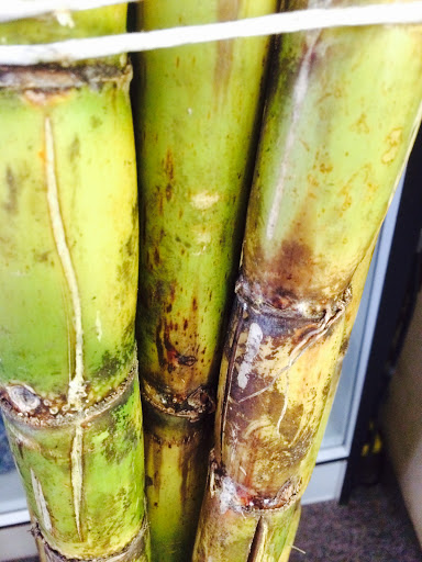 Grocery Store «New Berrien Springs Oriental Supermarket», reviews and photos, 116 E Ferry St, Berrien Springs, MI 49103, USA