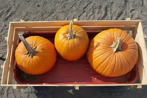 A Country Farm Pumpkin patch image