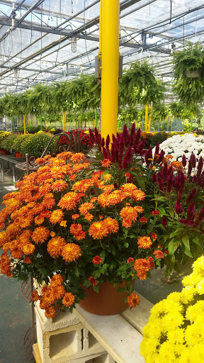 Florist «Dutch & Olgas Greenhouse», reviews and photos, 1285 NJ-36, Hazlet, NJ 07730, USA
