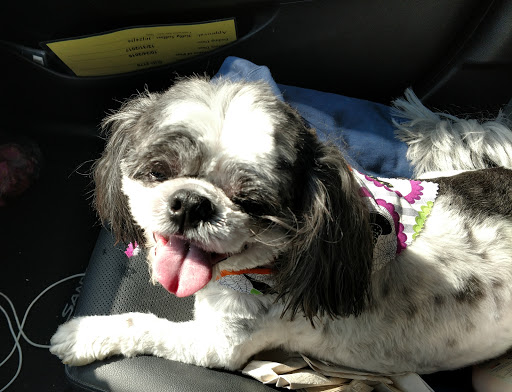 Pet Boarding Service «Creature Comforts», reviews and photos, 1600 W Cotton St, Longview, TX 75604, USA