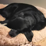 Photo n°1 de l'avis de Silke.n fait le 28/10/2023 à 17:23 sur le  Hotel Albus à Olpe