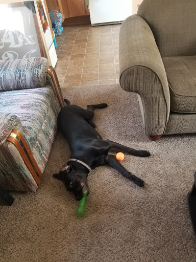 Pet Supply Store «PetSmart», reviews and photos, 130 Junction Drive, Glen Carbon, IL 62034, USA