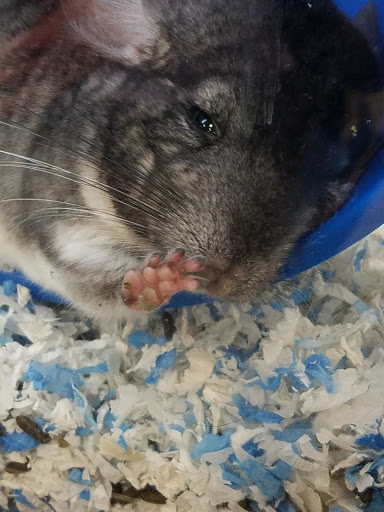 Pet Supply Store «PetSmart», reviews and photos, 2100 Chemical Rd, Plymouth Meeting, PA 19462, USA