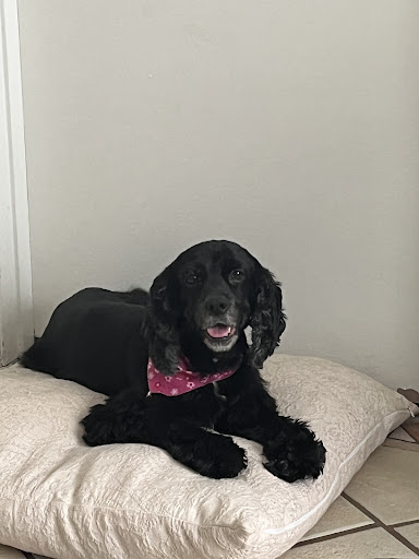 Pet Groomer «Furry Tails Pet Grooming», reviews and photos, 865 Cypress Pkwy, Poinciana, FL 34759, USA