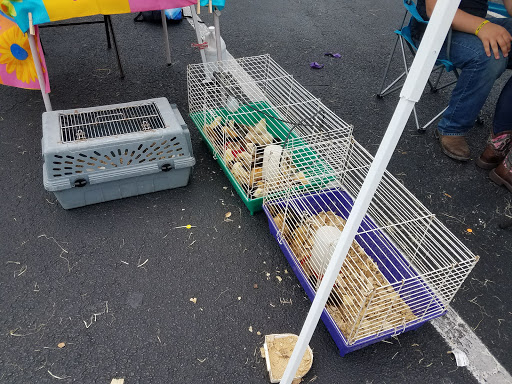 Home Improvement Store «Tractor Supply Co.», reviews and photos, 4888 Okeechobee Rd, Fort Pierce, FL 34947, USA