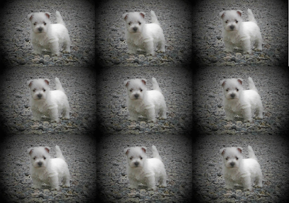 Arrowhead Acres - West Highland White Terriers