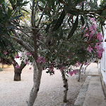 Photo n°7 de l'avis de Pietro.o fait le 16/06/2018 à 10:31 sur le  Masseria Zambardo à San Vito dei Normanni