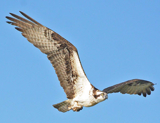 Tourist Attraction «Wetlands overlook park», reviews and photos, 4020 11th St, North Beach, MD 20714, USA