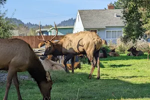 Elk Meadow Turnout image