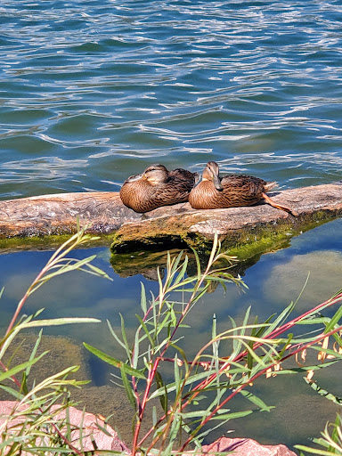 Park «Quail Lake Park», reviews and photos, 915 E Cheyenne Mountain Blvd, Colorado Springs, CO 80906, USA