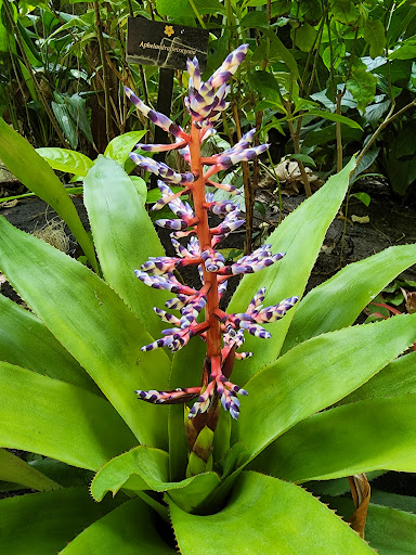 Zoo «Rainforest Pyramid», reviews and photos, 1 Hope Blvd, Galveston, TX 77554, USA