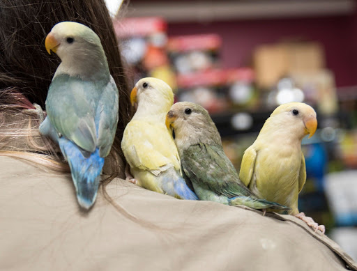 Pet Store «Petland», reviews and photos, 1514 Stonecreek Dr, Pickerington, OH 43147, USA