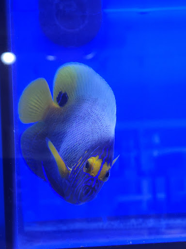 Tropical Fish Store «Aquarium Village», reviews and photos, 461 Old Country Rd, Westbury, NY 11590, USA