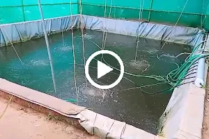 Onyx Aqua Farm | Fish Farm | Fish Feed | Organic Fish Farming in Kerala image