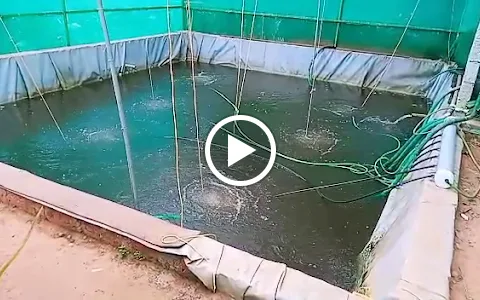 Onyx Aqua Farm | Fish Farm | Fish Feed | Organic Fish Farming in Kerala image