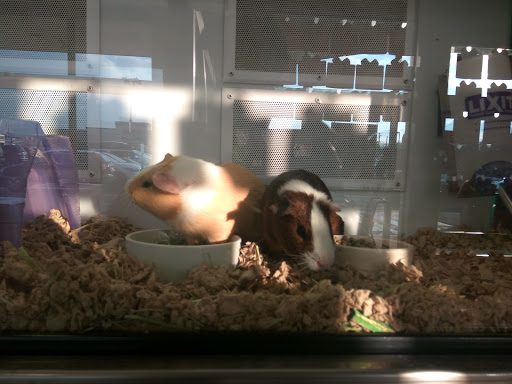 Pet Supply Store «Petco Animal Supplies», reviews and photos, 189 Old Country Rd, Carle Place, NY 11514, USA