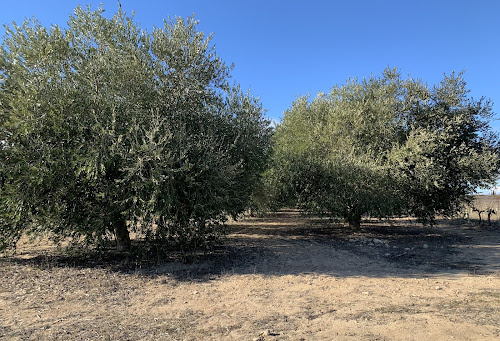 Épicerie fine L’Huile d’Olive De Thau Mèze