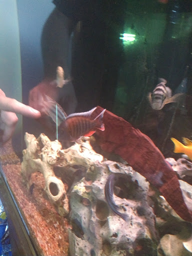 Pet Store «M V Pets», reviews and photos, 7429 S Westnedge Ave, Portage, MI 49002, USA