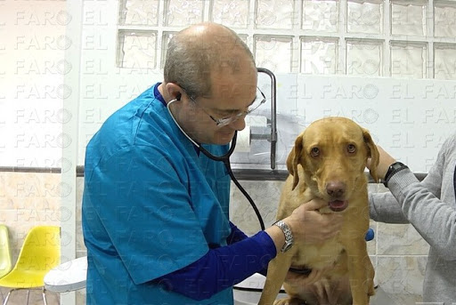 Hospitales y veterinarios de urgencia en Ceuta de 2024