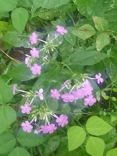 Pet Store «Southside Pet Shop», reviews and photos, 7031 Southside Dr, Louisville, KY 40214, USA