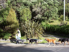 Loose Leash Dog Walking Newlands Wellington