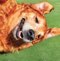 Pet Paradise Plano Premier - Photo 8 - Car repair in Plano, TX, Dallas